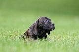 CANE CORSO 1197
